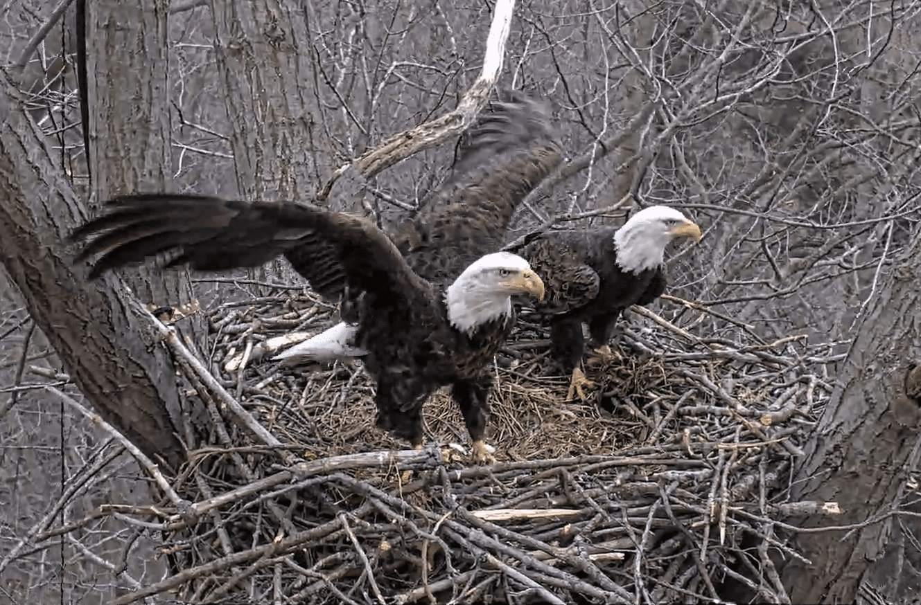 2026 March both on the nest for a shift change
