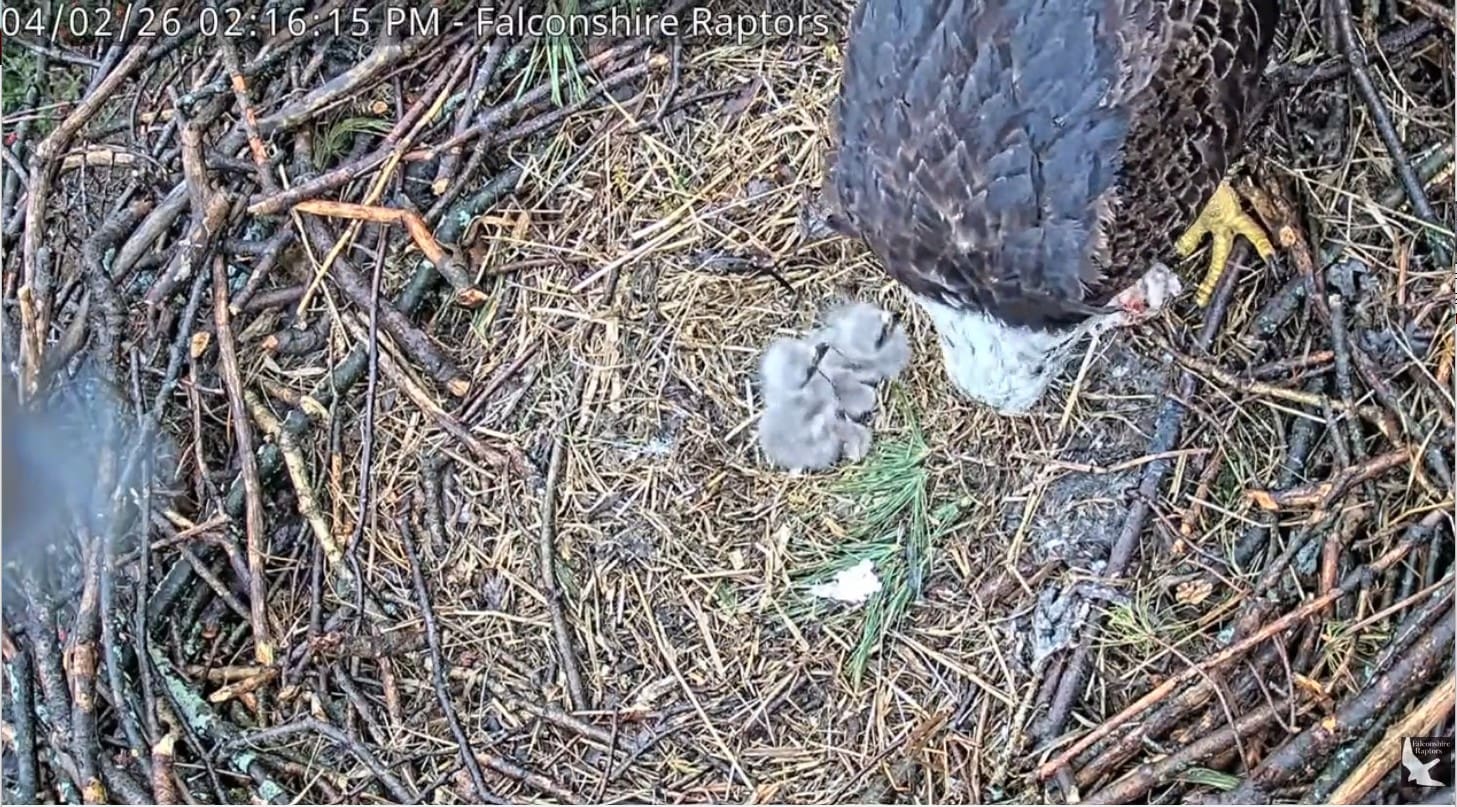 20260402 both eaglets eating